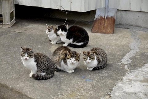 Остров кошек в Японии 