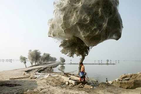 Наводнение в Пакистане и деревья, окутанные паутиной