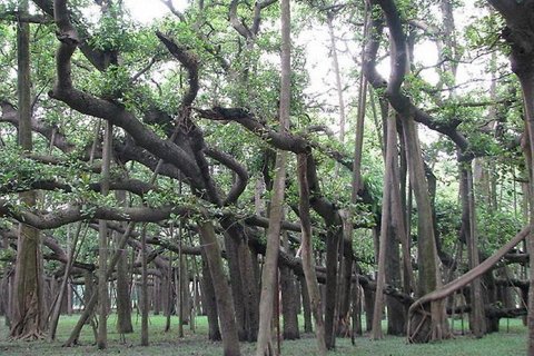 Самое большое дерево Баньяна