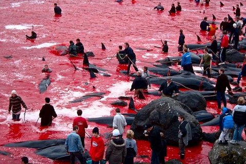 Охота на китов у Фарерских островов