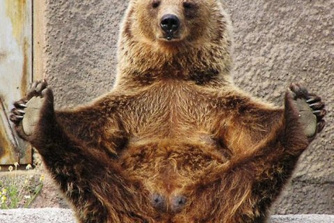 Йога для медведя