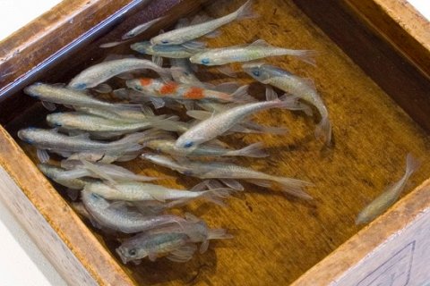 Живые нарисованные рыбки от Риузуке Фукаори 