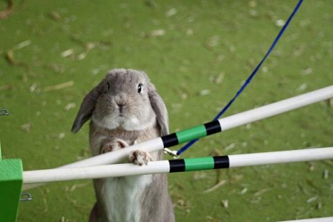 Конкурс по прыжкам среди Кроликов