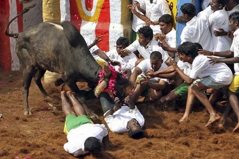 Джаликатту. Забеги с быками в Индии