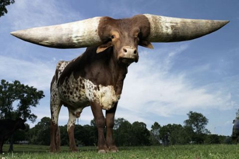 Кому принадлежат самые большие в мире рога?