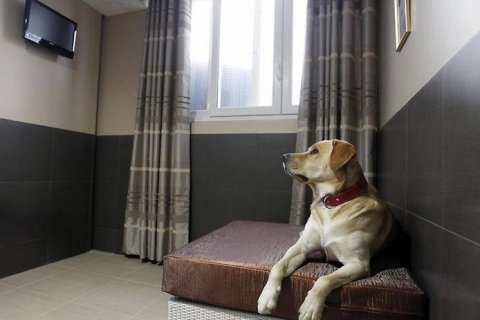 Роскошный отель для собак