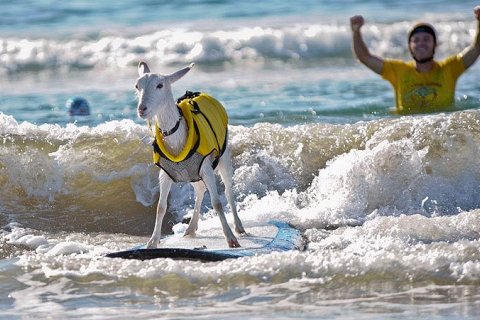 Гоати - коза сёрфингист