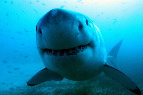 Акула. Самый опасный хищник моря
