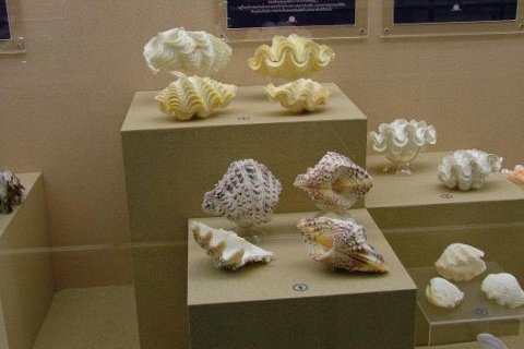 Музей морских раковин в Таиланде