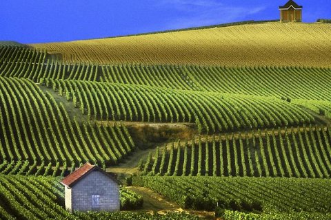 Самые знаменитые области виноделия