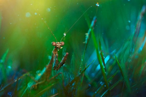 Сюрреалистические макро фотографии насекомых