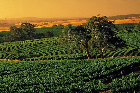 Долина Баросса - центр виноделия Австралии