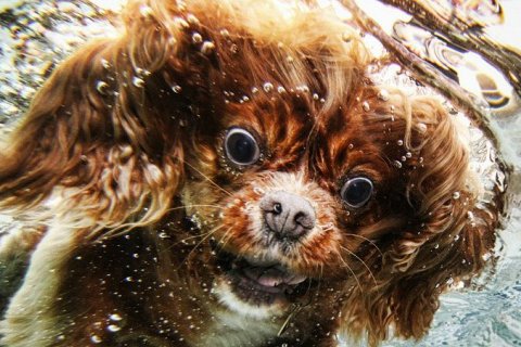 Собаки под водой, фотографии Сета Кэстила