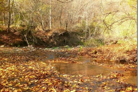 Осенний лес в Перевальном (Крым)