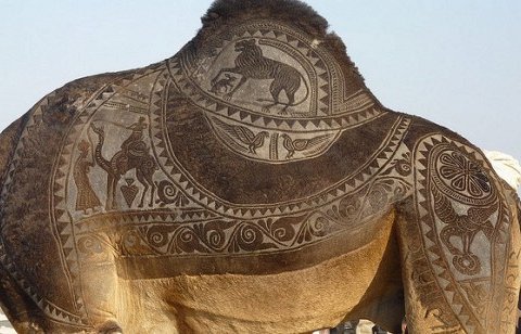 Уникальное искусство на верблюжьем фестивале Биканера