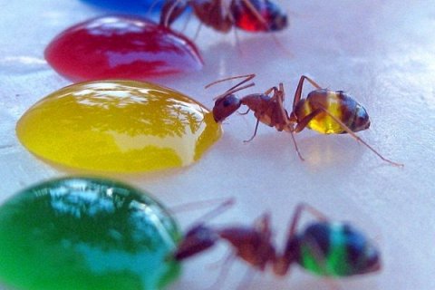 Удивительные цветные муравьи