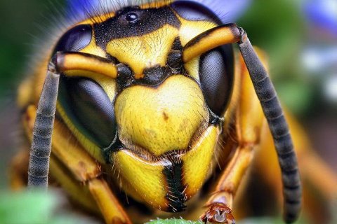 Макросъемка насекомых - фотограф Томас Шэхэн