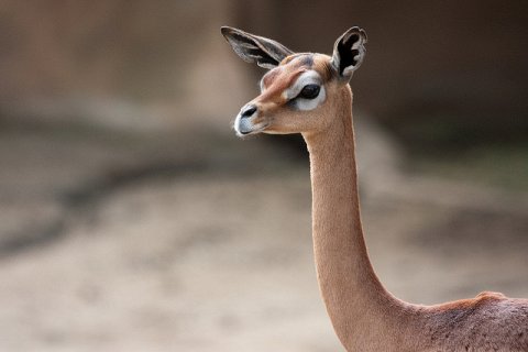 Элегантная антилопа с шеей жирафа