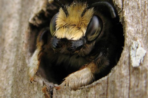 Дом для пчел и шмелей