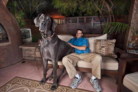 Самая высокая собака в мире. Гигантский Джордж