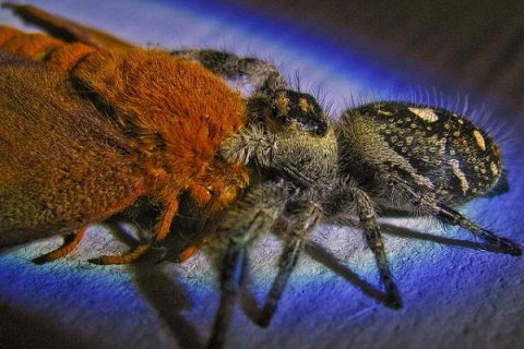 Битва паука с мотыльком