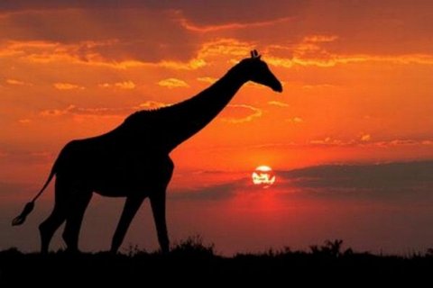 Животные на фоне солнца: Удивительная природа