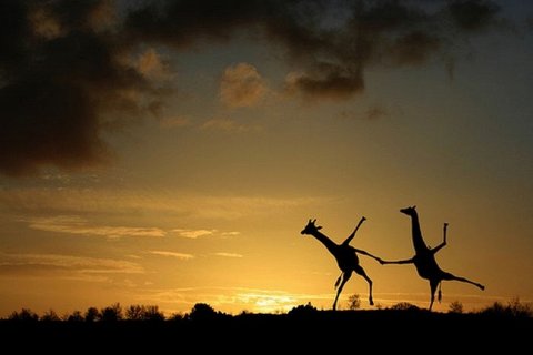 Забавные фотографии жирафов