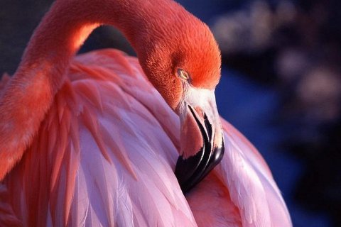 Красивейшие национальные птицы Земли