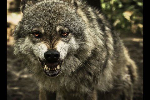 Волки: бесстрашные санитары леса