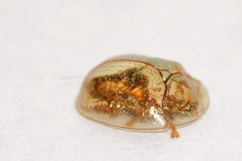 Удивительное насекомое: жук Золотая Черепаха