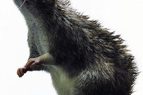 Крысы: смышленые и забавные существа