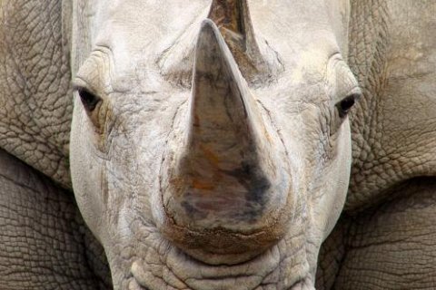Носорог. Интересные факты об удивительном животном