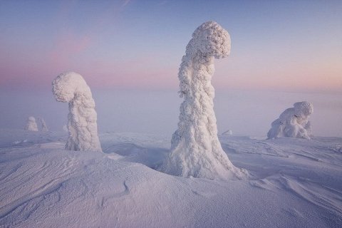 Замерзшие деревья Арктики. Фотография Никколо Бонфадини