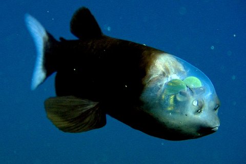 Малоротая Макропинна. Рыба с прозрачной головой