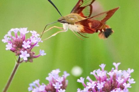 Экзотическая красота бабочки колибри