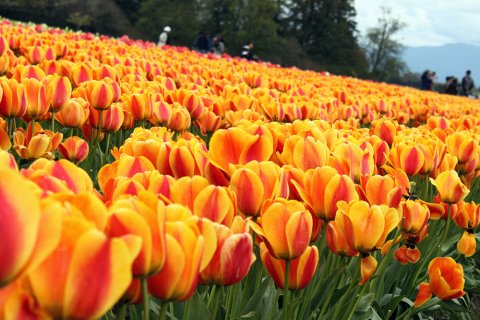 Удивительные тюльпаны Долины Скагит