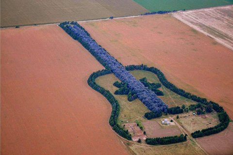 Лес в форме гитары в память о погибшей жене