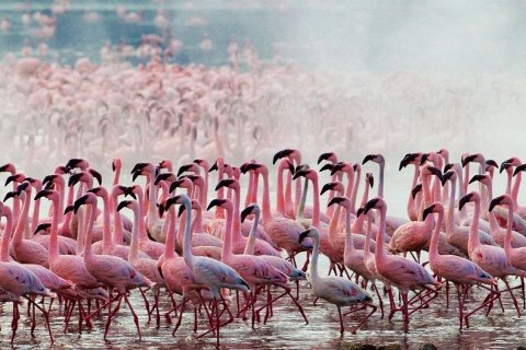 Розовые фламинго озера Накуру в Кении