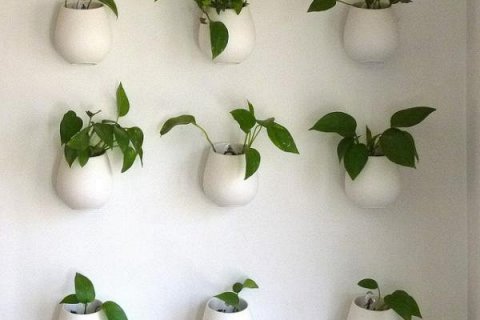 Растения – очистители воздуха