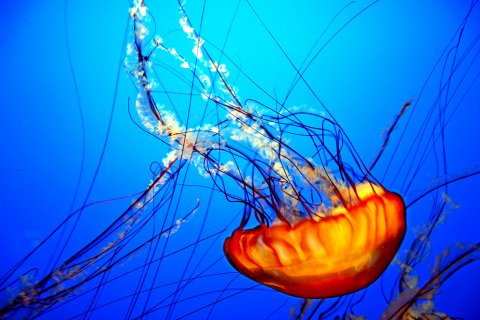 Медузы. Интересные факты