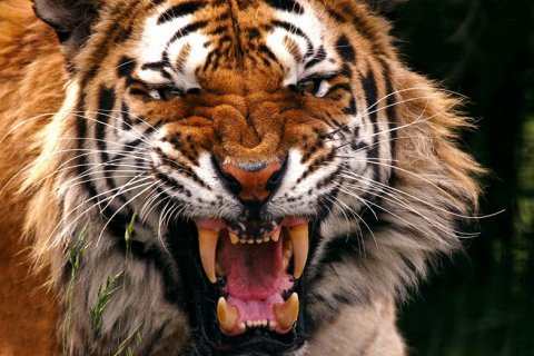10 интересных фактов о тиграх. Фото и описание