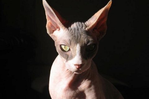 Самые необычные породы кошек