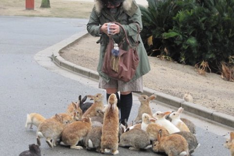 Остров Окуноcима –  японский рай для кроликов