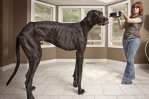 Самая большая собака в мире. Дог по имени Зевс