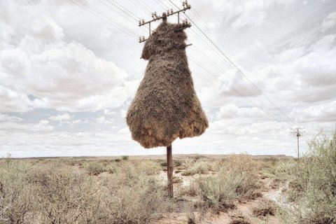 Гнезда птиц на телефонных столбах