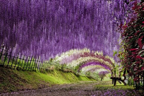 Туннель из глициний в цветочном саду Кавати Фудзи