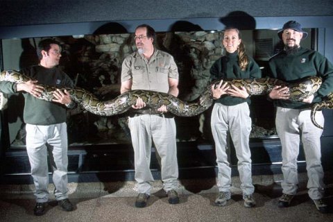 Питон. Самая длинная змея в мире