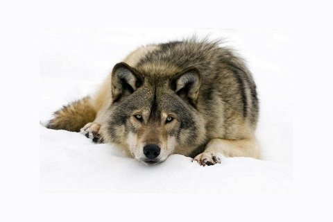 Серый волк. Интересные факты