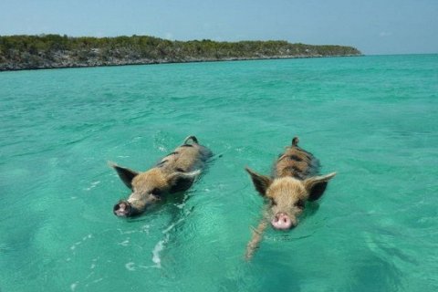 Свиной остров Сау и Багамские хрюшки