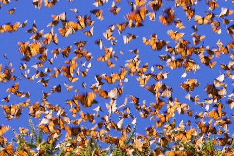 Бабочка Монарх и её миграция. Часть 2